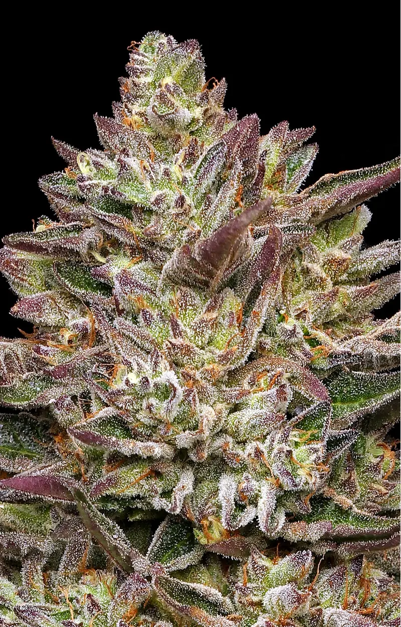 Guzzlerz, Фасовка: 3, изображение 2